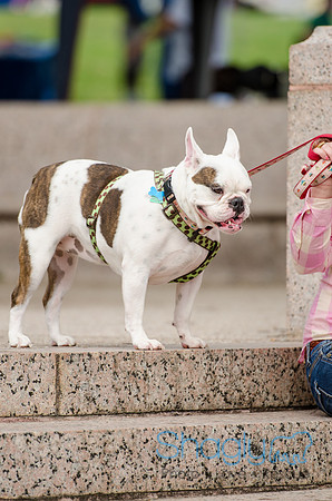 Turtle Creek Pet Parade 2012-80