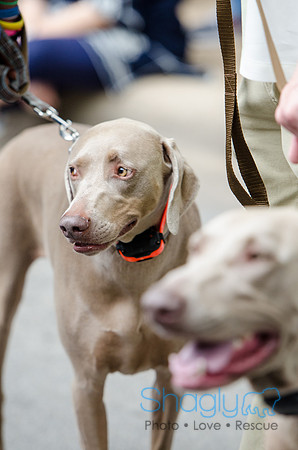 Turtle Creek Pet Parade 2012-95