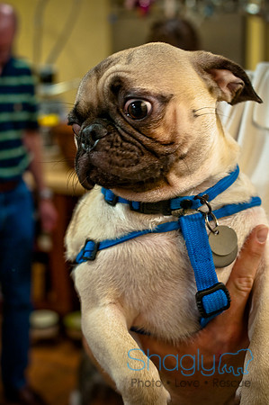 Mutt Mixer 08-24-2010-70