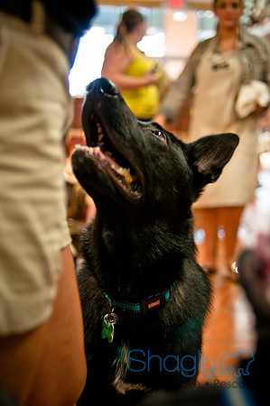 Mutt Mixer 08-24-2010-24