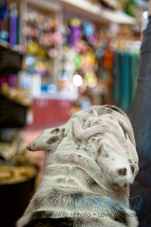 Mutt Mixer 08-24-2010-19