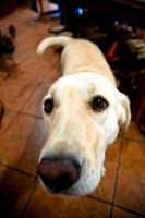 Mutt Mixer 08-24-2010-2