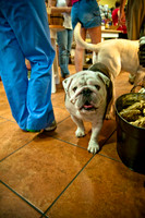 Mutt Mixer 08-24-2010-4