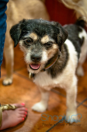 Mutt Mixer 08-24-2010-75