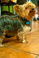 Mutt Mixer 08-24-2010-14