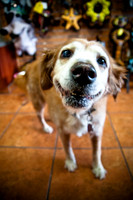 Mutt Mixer 08-24-2010-3