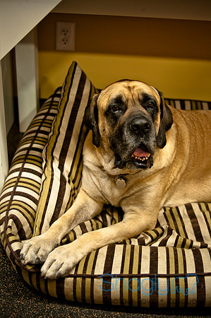Mutt Mixer 08-24-2010-46