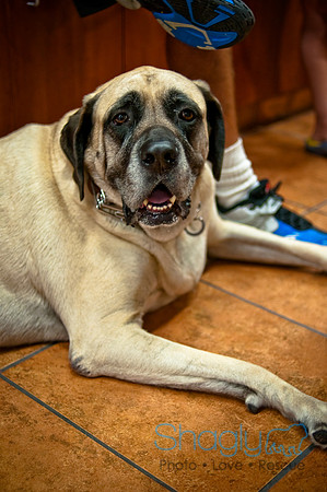 Mutt Mixer 08-24-2010-49