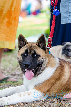 Turtle Creek Pet Parade 2012-91
