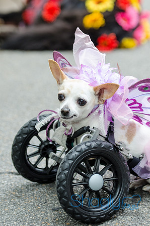 Turtle Creek Pet Parade 2012-96