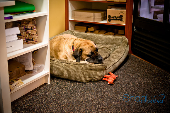 Mutt Mixer 08-24-2010-51