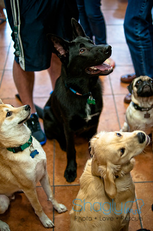 Mutt Mixer 08-24-2010-35