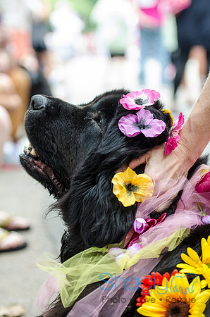 Turtle Creek Pet Parade 2012-100