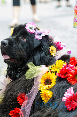 Turtle Creek Pet Parade 2012-97