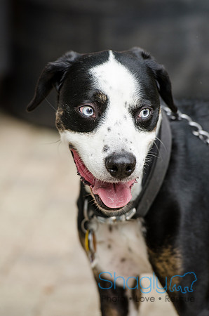 Turtle Creek Pet Parade 2012-81