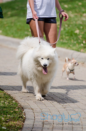 Turtle Creek Pet Parade 2012-84