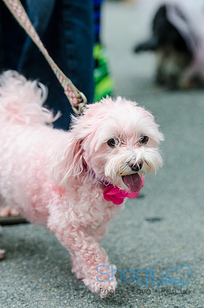 Turtle Creek Pet Parade 2012-101