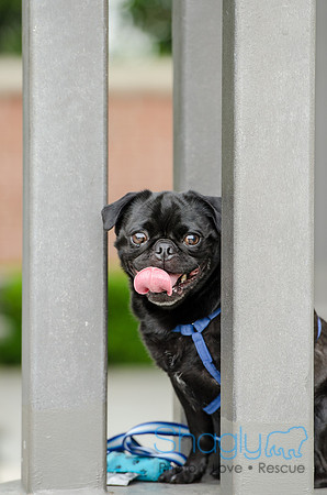 Turtle Creek Pet Parade 2012-86