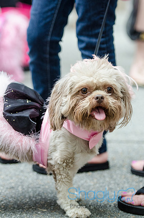 Turtle Creek Pet Parade 2012-98