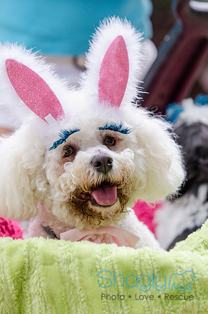 Turtle Creek Pet Parade 2012-93