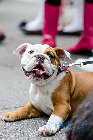 Turtle Creek Pet Parade 2012-94