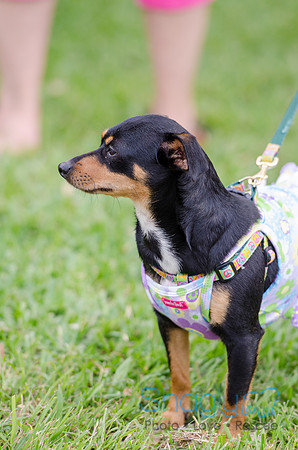 Turtle Creek Pet Parade 2012-76