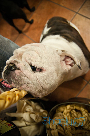Mutt Mixer 08-24-2010-11
