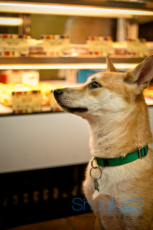 Mutt Mixer 08-24-2010-15