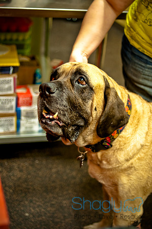 Mutt Mixer 08-24-2010-44
