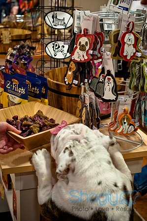 Mutt Mixer 08-24-2010-61