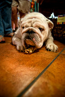 Mutt Mixer 08-24-2010-8