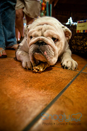 Mutt Mixer 08-24-2010-8