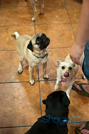Mutt Mixer 08-24-2010-21