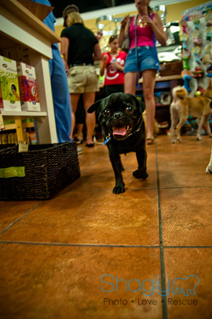Mutt Mixer 08-24-2010-6