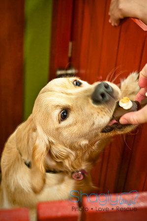 Mutt Mixer 08-24-2010-71