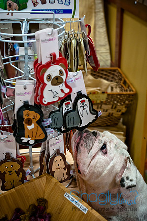 Mutt Mixer 08-24-2010-63