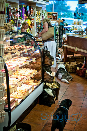 Mutt Mixer 08-24-2010-41