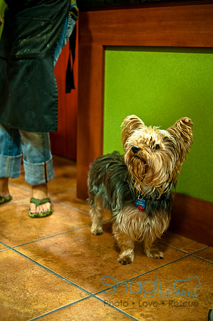 Mutt Mixer 08-24-2010-18