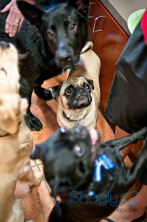 Mutt Mixer 08-24-2010-37