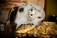 Mutt Mixer 08-24-2010-5
