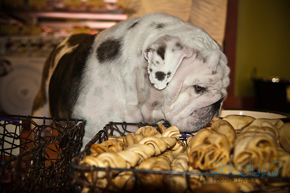 Mutt Mixer 08-24-2010-5