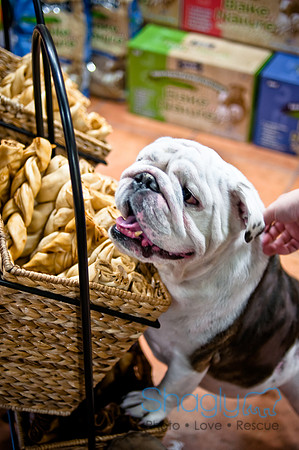 Mutt Mixer 08-24-2010-34