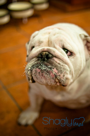 Mutt Mixer 08-24-2010-60