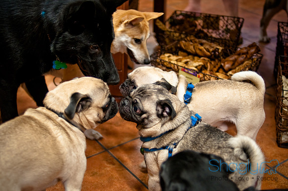 Mutt Mixer 08-24-2010-81