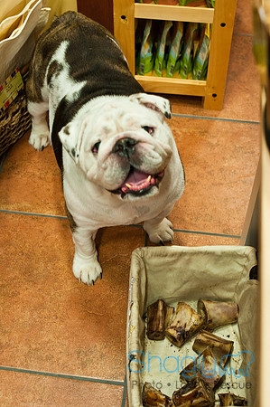 Mutt Mixer 08-24-2010-65