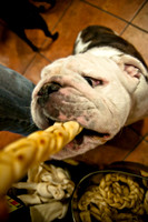 Mutt Mixer 08-24-2010-10