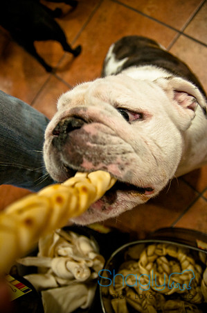 Mutt Mixer 08-24-2010-10