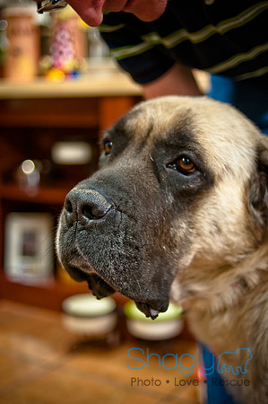 Mutt Mixer 08-24-2010-73