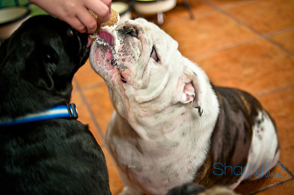 Mutt Mixer 08-24-2010-55
