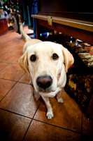 Mutt Mixer 08-24-2010-1